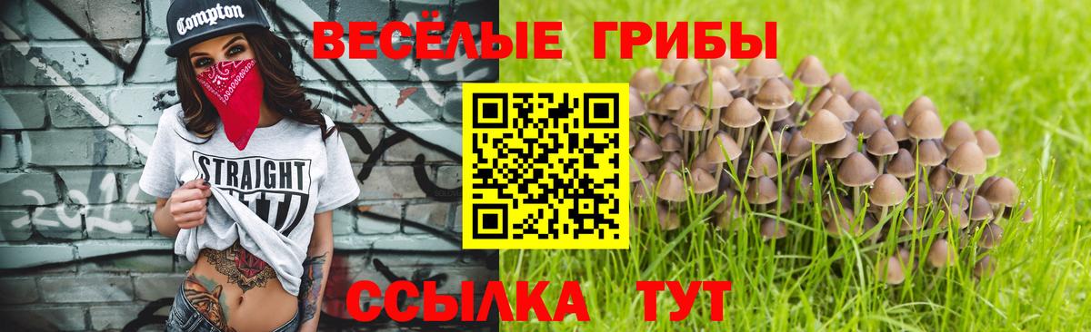 Галлюциногенные грибы Psilocybine cubensis Избербаш